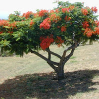 Delonix Regia Tree 10/25/75/200 Seeds, Red Royal Flowering Poinciana