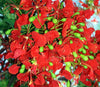 Delonix Regia Tree 10/25/75/200 Seeds, Red Royal Flowering Poinciana