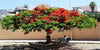 Delonix Regia Tree 10/25/75/200 Seeds, Red Royal Flowering Poinciana