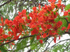 Delonix Regia Tree 10/25/75/200 Seeds, Red Royal Flowering Poinciana