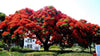 Delonix Regia Tree 10/25/75/200 Seeds, Red Royal Flowering Poinciana