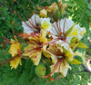 Delonix Elata Tree 5 Seeds, White Gulmohar Poinciana Bonsai