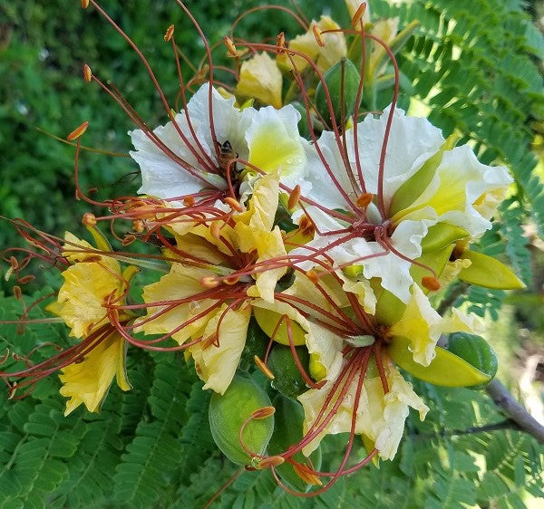 Delonix Elata Tree 5 Seeds, White Gulmohar Poinciana Bonsai