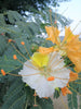 Delonix Elata Tree 5 Seeds, White Gulmohar Poinciana Bonsai