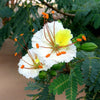 Delonix Elata Tree 5 Seeds, White Gulmohar Poinciana Bonsai