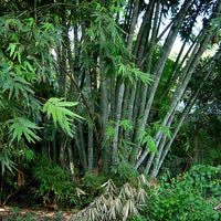 Dendrocalamus Strictus 10 Seeds, Male Calcutta Clumping Bamboo