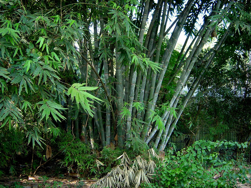 giant bamboo seeds for planting Dendrocalamus Strictus 10 Seeds, Male Calcutta Clumping Bamboo, Solid