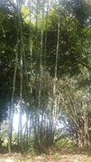 Dendrocalamus Longispathus 25 Seeds, Clumping Edible Bamboo