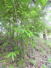 Dendrocalamus Longispathus 25 Seeds, Clumping Edible Bamboo