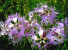 Dianthus Superbus 100+ Seeds, Fragrant Fringed Pink Flowers