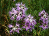 Dianthus Superbus 100+ Seeds, Fragrant Fringed Pink Flowers