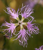 Dianthus Superbus 100+ Seeds, Fragrant Fringed Pink Flowers