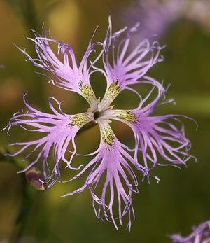 Dianthus Superbus 100+ Seeds, Fragrant Fringed Pink Flowers