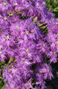 Dianthus Superbus 100+ Seeds, Fragrant Fringed Pink Flowers