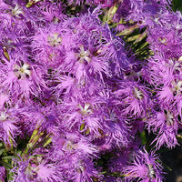 Dianthus Superbus 100+ Seeds, Fragrant Fringed Pink Flowers
