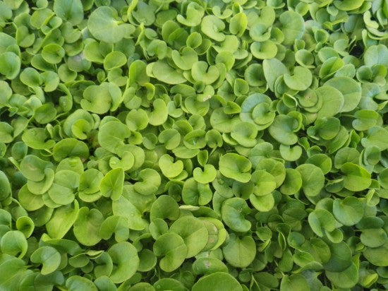 planting dichondra seeds Dichondra Repens Seeds, Ground Cover Lawn Alternative, Creeping Pony F