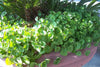 Dichondra Repens Seeds, Ground Cover Lawn Alternative Gap Filler