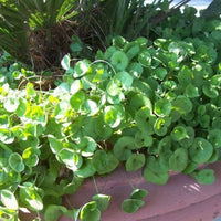 Dichondra Repens Seeds, Ground Cover Lawn Alternative Gap Filler