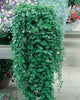 Dichondra Repens Seeds, Ground Cover Lawn Alternative Gap Filler