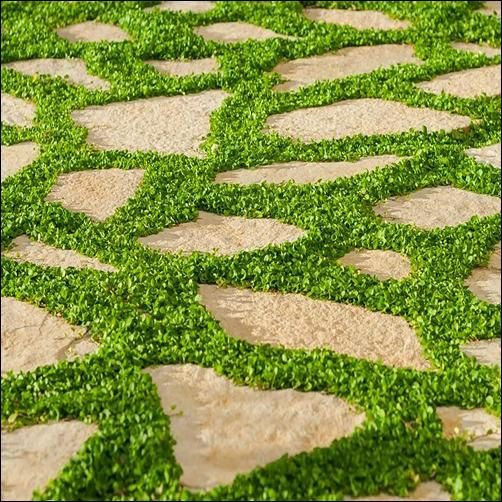 Dichondra Repens Seeds, Ground Cover Lawn Alternative, Creeping Pony Foot