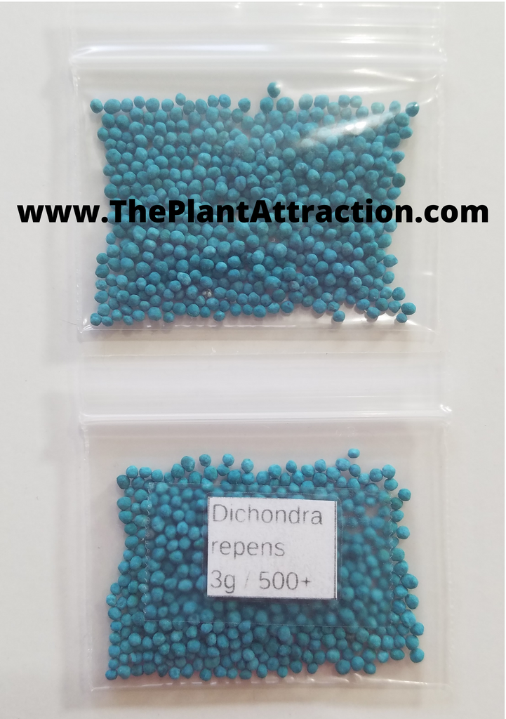 Dichondra 100pcs Yacon Plant