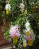 Dichrostachys Cinerea Seeds, Chinese Lantern Shrub