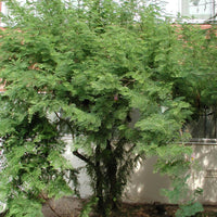 Dichrostachys Cinerea Seeds, Chinese Lantern Shrub