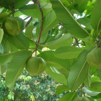 Dillenia Indica 15 Seeds, Elephant Apple Edible Fruit Shrub Tree