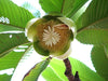 Dillenia Indica 15 Seeds, Elephant Apple Edible Fruit Shrub Tree