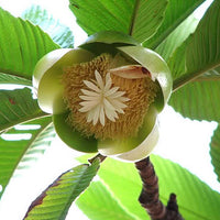 Dillenia Indica 15 Seeds, Elephant Apple Edible Fruit Shrub Tree