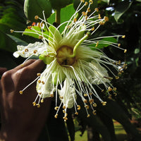 Duabanga Grandiflora Edible Shade Tree 100+ Seeds, Rare Tropical Large Flowers