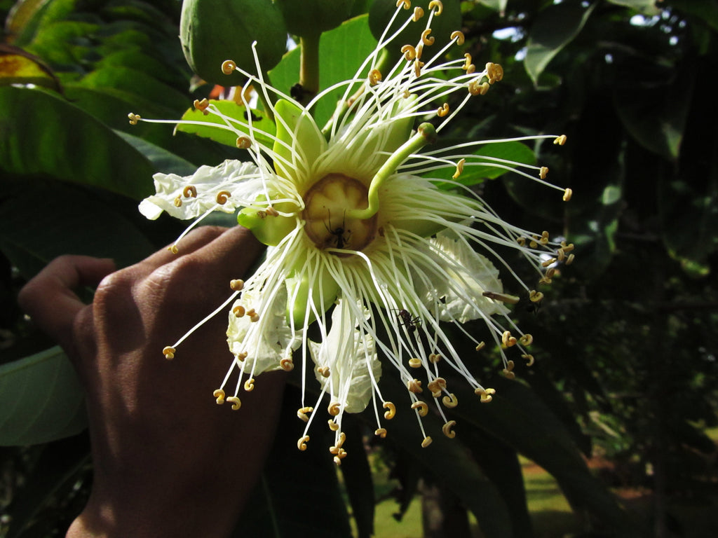rare tropical plants seeds Duabanga Grandiflora Edible Shade Tree 100+ Seeds, Rare Tropical Large Flowers
