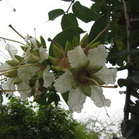 Duabanga Grandiflora Edible Shade Tree 100+ Seeds, Rare Tropical Large Flowers