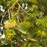 Duabanga Grandiflora Edible Shade Tree 100+ Seeds, Rare Tropical Large Flowers