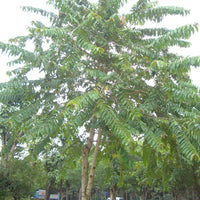 Duabanga Grandiflora Edible Shade Tree 100+ Seeds, Rare Tropical Large Flowers