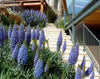Echium Candicans 15 Seeds, Perennial Shrub or Garden Bush