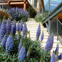 Echium Candicans 15 Seeds, Perennial Shrub or Garden Bush