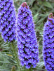 Echium Candicans 15 Seeds, Perennial Shrub or Garden Bush