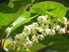Elaeocarpus Floribundus Tree 4 Seeds, Evergreen Edible Indian Olive