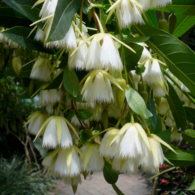 evergreen plant seeds Elaeocarpus Floribundus Tree 4 Seeds, Evergreen Edible Indian Olive,  Jolpai, E. tahanensis