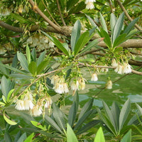 Elaeocarpus Floribundus Tree 4 Seeds, Evergreen Edible Indian Olive
