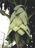 Ensete Glaucum Snow Banana Tree 5 Seeds
