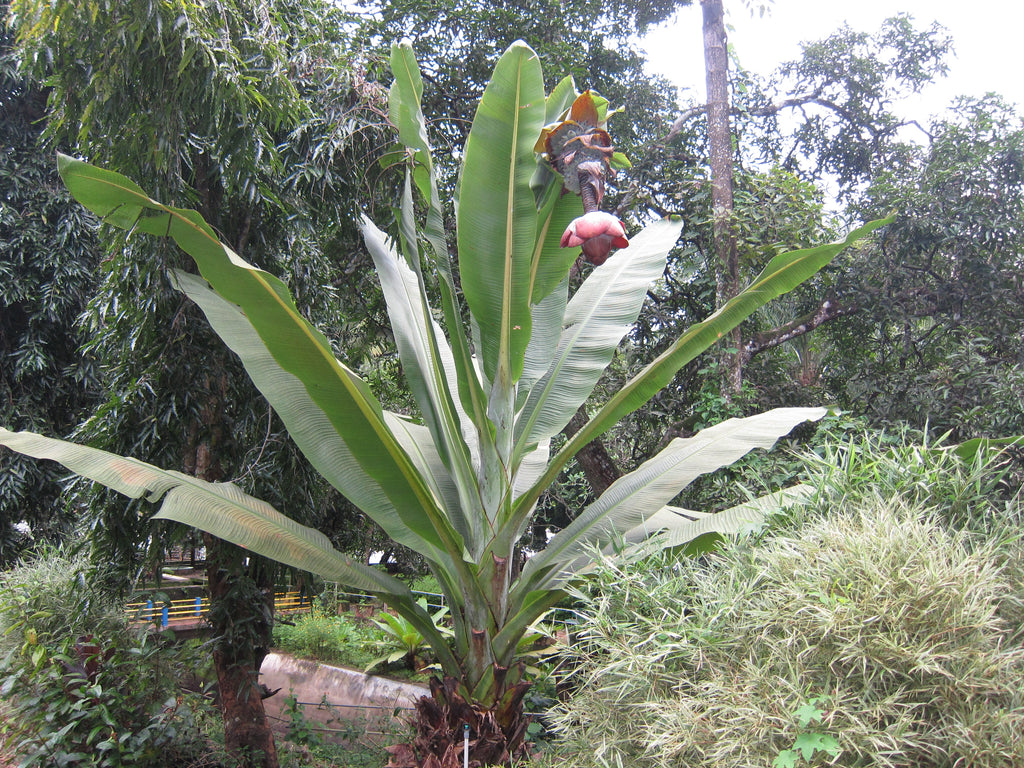 Ensete Superbum 5 Seeds, Rare Hardy Rock Or Cliff Banana
