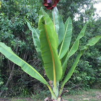 Ensete Superbum 5 Seeds, Rare Hardy Rock Or Cliff Banana