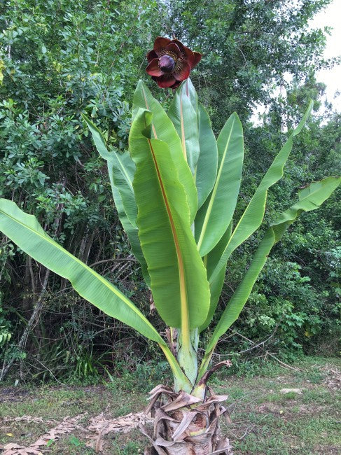 banana leaf plant seeds Ensete Superbum 5 Seeds, Rare Hardy Rock Or Cliff Banana Ornamental Tr
