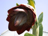 Ensete Superbum 5 Seeds, Rare Hardy Rock Or Cliff Banana