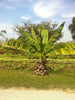 Ensete Superbum 5 Seeds, Rare Hardy Rock Or Cliff Banana
