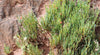 Ephedra Sinica 10/50/100/250/500 Seeds, Ma-Huang Medicinal Herb