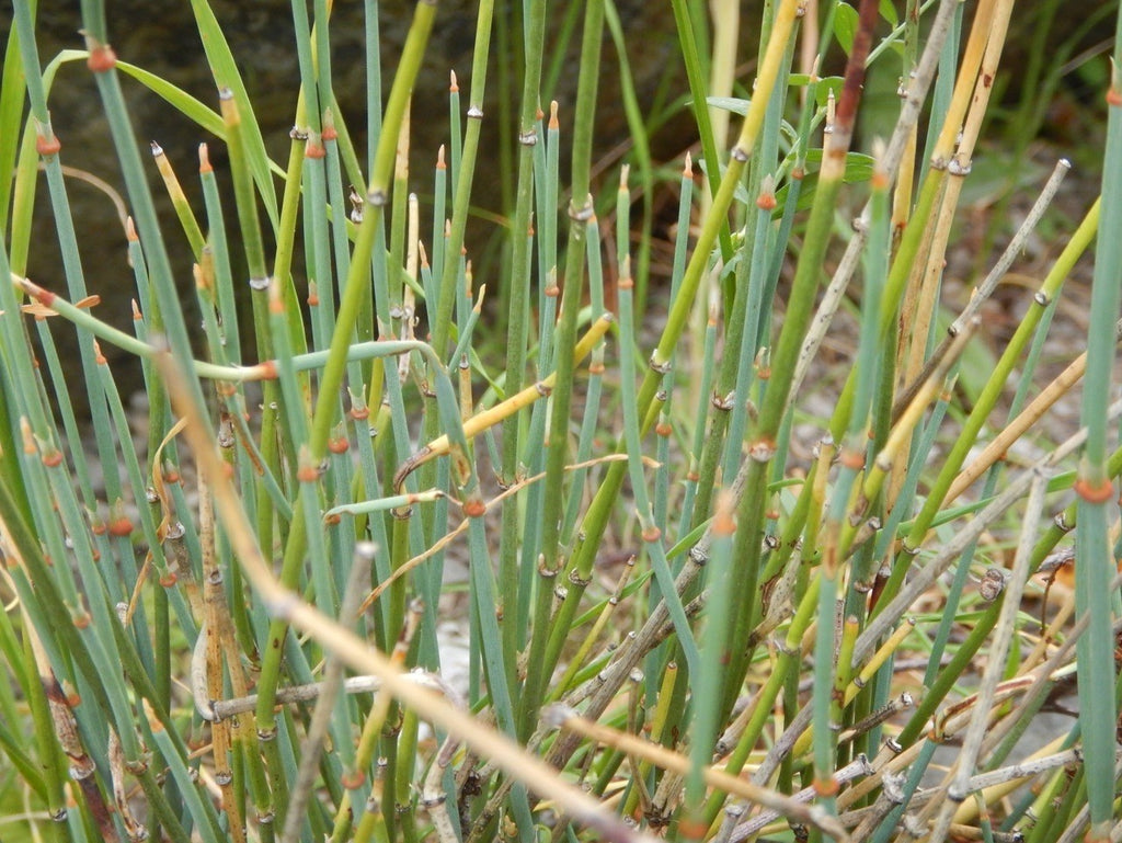 ephedra plant seeds Ephedra Nevadensis 10/50/100/250/500 Seeds, Gray Nevada Jointfir Mormon Tea Shrub