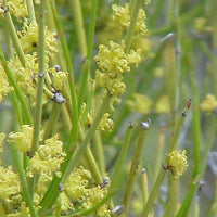 Ephedra Viridis Seeds, Green Mormon Tea Indian Brigham Tea Bush Shrub